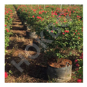 Bolsas <span class=keywords><strong>de</strong></span> cultivo <span class=keywords><strong>de</strong></span> plástico HOKBG <span class=keywords><strong>de</strong></span> <span class=keywords><strong>60</strong></span> <span class=keywords><strong>litros</strong></span> y 15 galones, bolsas <span class=keywords><strong>de</strong></span> cultivo <span class=keywords><strong>de</strong></span> PP para plantar al aire libre, <span class=keywords><strong>macetas</strong></span> y <span class=keywords><strong>macetas</strong></span>, bolsas <span class=keywords><strong>de</strong></span> plántulas - Product Image 5