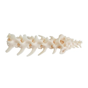 Columna Lumbar de perro con modelo de coxis, disección veterinaria, modelo de esqueleto canino Animal, modelo de columna Vertebral, enseñanza de mascotas - Product Image 3