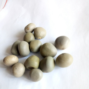 Semillas de Caesalpinia Crista (Nuez de Fiebre) Secas Yun Shi en Venta - Product Image 3
