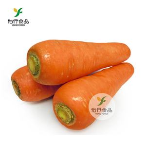 Cina Bulk <span class=keywords><strong>Fresh</strong></span> Carota Per Prezzo di Vendita - Product Image 1