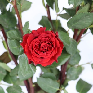 Rose Rosse Fresche Recise di Altissima Qualità Cherish Red Regalo di San Valentino 2023 Decorazione di Nozze per la Casa - Product Image 2
