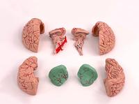 Modelo anatómico de cerebro humano de Venta caliente modelo de cerebro desmontable con arteria cerebral