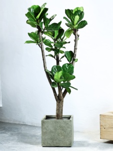 Maceta Simple de Estilo Nórdico Verde, Fabricada con MgO, de Gran Diámetro, Diseño Cuadrado Personalizado, Color Negro Diamante, para Schefflera <span class=keywords><strong>Arboricola</strong></span> - Product Image 3