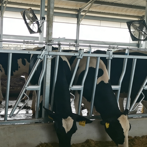 Catenaccio <span class=keywords><strong>per</strong></span> bestiame <span class=keywords><strong>per</strong></span> impieghi gravosi con sistema di alimentazione, bloccacollo <span class=keywords><strong>per</strong></span> <span class=keywords><strong>bovini</strong></span>, cancelli e box <span class=keywords><strong>per</strong></span> bestiame - Product Image 4