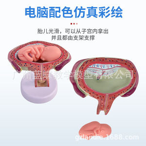 Modelos didácticos sobre el embarazo y el desarrollo humano, el desarrollo embrionario, el desarrollo fetal y la anatomía uterina. - Product Image 5