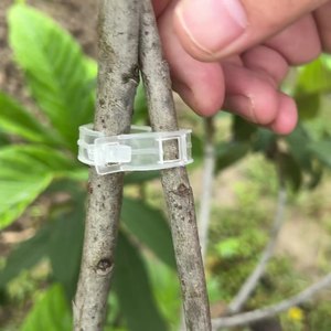Clip de fixation de plantes Clip de croissance Dispositif suspendu Greffage Tomate <span class=keywords><strong>Vigne</strong></span> Concombre <span class=keywords><strong>Vigne</strong></span> Clip de fixation - Product Image 6