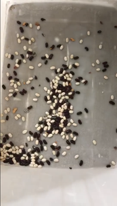 San ông Zhong tự động đậu SORTER Máy vành đai loại màu phân loại và hình dạng phân loại cho kastoria Khổng Lồ Trắng đậu - Product Image 5