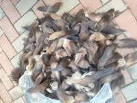 Vente en gros d'usine, grande quantité de queues de zibeline sauvage russe naturelles