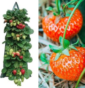 Sacs de culture verticaux pour fraises en plastique PE, 10 trous, pochettes de plantation pour herbes, fleurs, légumes, décoration de balcon et de jardin - Product Image 3
