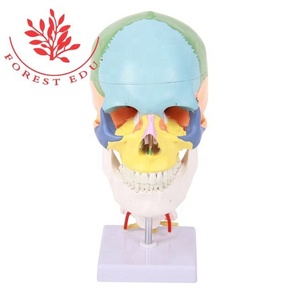 Modèle de crâne Crâne grandeur nature avec décoration de couleur de colonne vertébrale de <span class=keywords><strong>cou</strong></span> Modèle de <span class=keywords><strong>squelette</strong></span> d'anatomie médicale 3d - Product Image 3