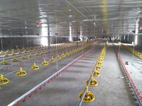 Système d'alimentation automatique pour poulets, ligne complète de mangeoires à plateau pour volailles, équipement d'élevage de poulets de chair pour ferme avicole
