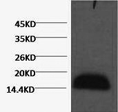 Anticorps monoclonal d'<span class=keywords><strong>histone</strong></span> H3 - Product Image 2