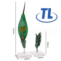 Modèle de fleur de blé magnifiée en PLA pour démonstration pédagogique en botanique