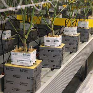 Upuper nhanh chóng và tốt rễ nhà kính thương mại phát triển phương tiện truyền thông đá len khối thủy canh - Product Image 4