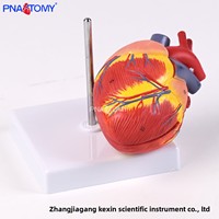 Modèle anatomique de cœur de chien grandeur nature pour dissection, système cardiovasculaire, enseignement vétérinaire, étiquetage, formation en médecine animale