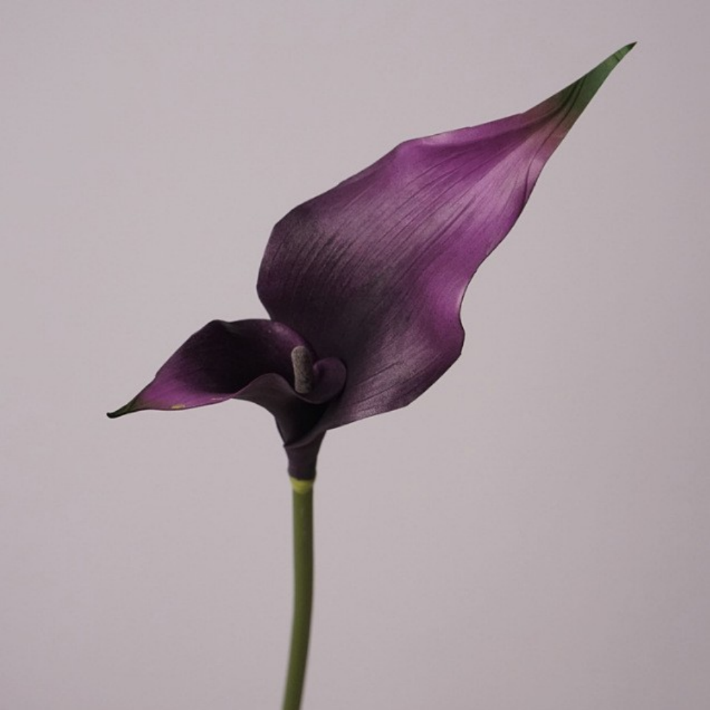 Morado oscuro