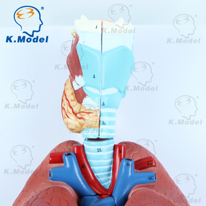 Modèle d'<span class=keywords><strong>anatomie</strong></span> du cœur, modèle biologique et de grande capacité pour les étudiants, matériel scolaire - Product Image 3