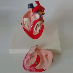 แบบจำลองกายวิภาคหัวใจสุนัข แบบถอดประกอบได้ สำหรับ<span class=keywords><strong>การ</strong></span>สอนและสาธิตทางสัตวแพทย์ - Product Image 4