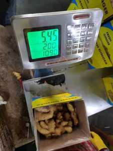 Jahe mentah organik segar bercelah untuk mitra bisnis pencari sayuran segar - Product Image 2