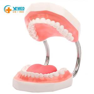Modèle dentaire 6X agrandi avec langue, modèle de typodont dentaire pour l'enseignement médical, pour les écoles, les hôpitaux et la démonstration aux patients - Product Image 2