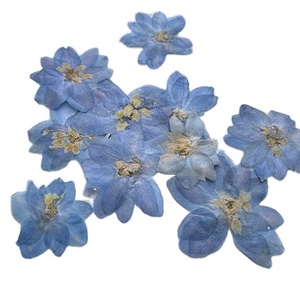 12 unids/bolsa Doubtful Knight's Spur / Rocket Larkspur sello de cera resina epoxi artesanía planta Natural flores secas prensadas - Product Image 1