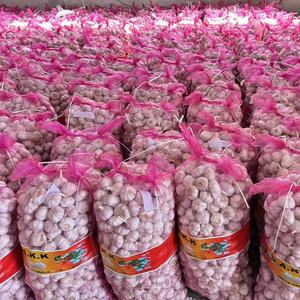 Vente en gros d'<span class=keywords><strong>ail</strong></span> blanc frais Fournisseur professionnel de légumes frais - Product Image 1