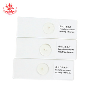 Portaobjetos biológicos con partes bucales de mosquitos hembras frescas, claramente teñidas y bien estructuradas, utilizados en laboratorios de enseñanza. - Product Image 2
