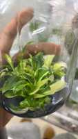 Tanaman Philodendron Gloriosum Variegata Kultur Jaringan Langka, Ukuran 3-5 Cm, Campuran Aroid, Siap Kirim