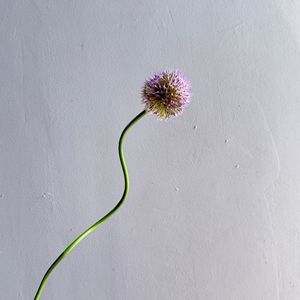 Fleur artificielle en plastique de haute qualité, toucher réel, en forme d'ail, de pissenlit ou d'oignon, pour la maison et l'extérieur, idéale pour les fêtes d'Halloween et les festivals - Product Image 6