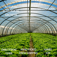 Ail Pelé en Gros OEM ODM, Vente Directe de Ferme, Nouvelle Saison, Marque Privée, Emballage Personnalisé, Qualité Supérieure, Certifié HACCP