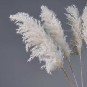 Ventas calientes Flores decorativas para el hogar Hierba de Pampa seca alta 45 cm para decoración de bodas - Product Image 2