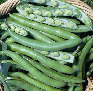 Février Kits de culture de légumes en pot complet Fournitures de jardin pour un jardinage potager réussi - Product Image 3