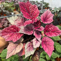 Plante succulente Begonia Fire Flame bien enracinée en pot, ornementale, commande en gros disponible pour les importateurs GNX T29