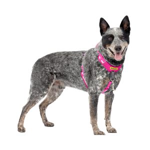 Para <span class=keywords><strong>PetSafe</strong></span> para Easy Walk Comfort Arnés ecológico sin tirones para perros Ajuste de 5 puntos Acolchado de cuerpo completo Botón de nailon Rosa sólido - Product Image 1