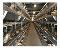 Offre Spéciale Prix Usine : Équipement Avicole Type H – Cage à Poulets de Chair et de Poules Pondeuses, Système d'Élevage Complet