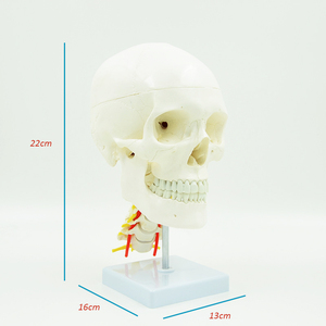 Modèle anatomique de <span class=keywords><strong>crâne</strong></span> adulte <span class=keywords><strong>humain</strong></span> modèle de <span class=keywords><strong>crâne</strong></span> grandeur nature Science médicale modèle d'anatomie <span class=keywords><strong>3D</strong></span> de <span class=keywords><strong>crâne</strong></span> <span class=keywords><strong>humain</strong></span> avec des nerfs - Product Image 4