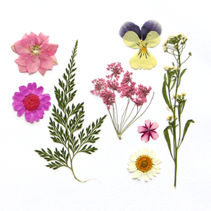 Vente en gros DIY variétés de fleurs séchées en mariage et maquillage ongles pressé fleur Bijoux carte postale décoration - Product Image 6