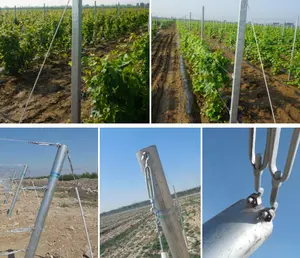 Vinhedo end post combinado Uva Stakes Vinhedo Post Vinha Metal Selling Galvanized Steel End Posts