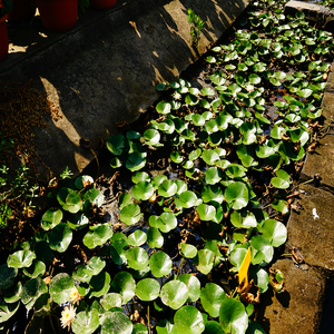 Nymphaea 'La Luna' - Pianta Acquatica Adatta per Laghetti <span class=keywords><strong>da</strong></span> Giardino e Serre - Ninfea 'La Luna' - Product Image 4