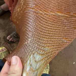 Hojas acanaladas ahumadas de 2 grados RSS del proveedor de Vietnam producidas con estándar vietnamita - Product Image 1