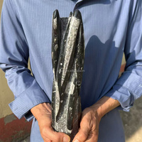 Spécimen de Céphalopode Orthocéros du Maroc, Grande Taille, Surface Brillante, Fossile Droit, pour la Géologie, Ornement de Table Minérale