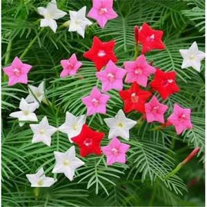 ดอกเดซี่สดจากแหล่งผลิตเดย์ซี่ เหมาะสำหรับตกแต่งสวนดอกไม้กลางแจ้ง - Product Image 5