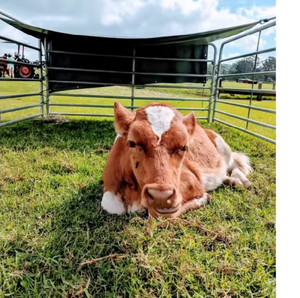 Painel de Cerca Galvanizado para Gado, Ovelhas e Cavalos com Design Curvo, Proteção de Segurança, Conexão com Dobradiça, Costura Robusta - Product Image 2