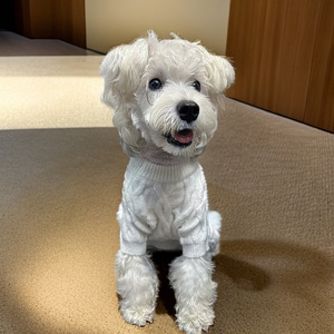 Nouveau pull tricoté chaud pour animaux de compagnie, automne et hiver, pour chiens de petite et moyenne taille, téléguires, bouledogues, corgis - Product Image 3