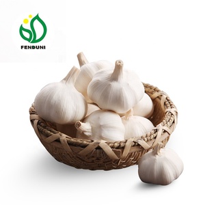 Semillas de <span class=keywords><strong>Ajo</strong></span> en la Agricultura - Product Image 1