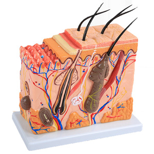 Modèle d'amplification anatomique de la peau en PVC ADA-A1076 97x27x25cm de haute qualité pour la formation des infirmières en sciences médicales - Product Image 1
