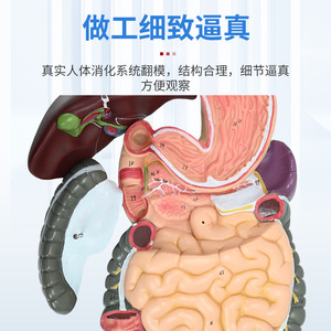 Modèle du système digestif humain ; démonstration et enseignement des glandes digestives ; cavité buccale, pharynx, œsophage, système gastro-intestinal - Product Image 3