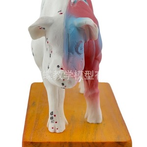 Modèle de points d'acupuncture porcins, modèle d'anatomie porcine, modèle vétérinaire, modèle animal, modèle de cochon blanc de grande taille - Product Image 2
