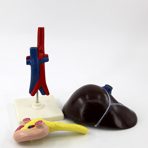 Modèles biologiques du foie, du dodécanum et du pancréas Qinghua, instruments éducatifs biologiques, dispositifs médicaux personnalisés pour - Product Image 4