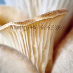 ผลิตในประเทศจีน ระบบฉีดโถนเชื้อราเชื้อรา แท่งฉีดเชื้อราเชื้อรา อุปกรณ์ฉีดโถนเชื้อรา - Product Image 6